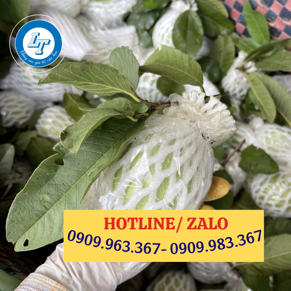 Mua sỉ xốp bọc ổi ở đâu tại TPHCM xốp bọc ổi lồng sẵn