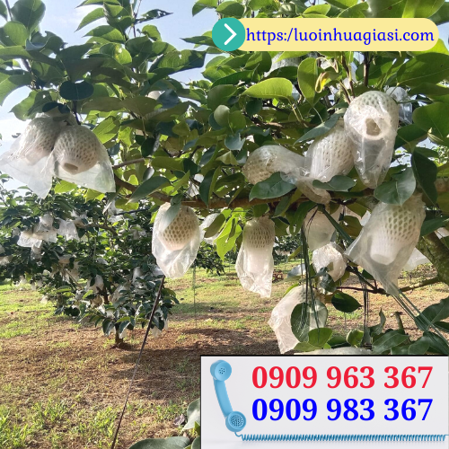 Bán sỉ xốp lưới bao bọc trái cây cho nhà vườn giá tốt xốp ổi lồng sẵn