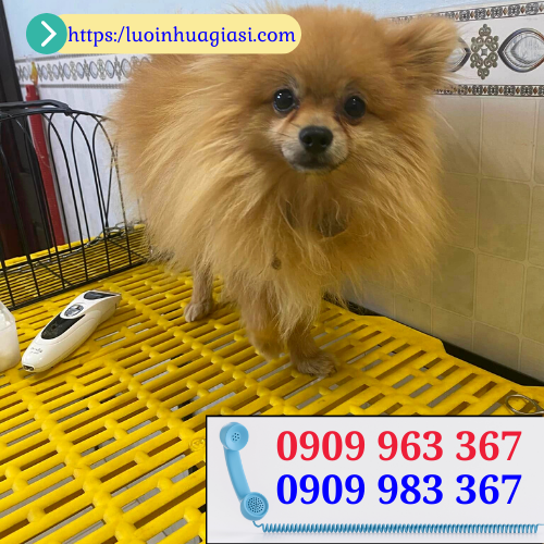 Bán tấm nhựa lót sàn chuồng chó giá rẻ tấm nhựa lót sàn chuồng chó màu vàng 40x60