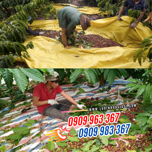 BẠT LÓT HÁI CÀ PHÊ, TIÊU, ĐIỀU NÔNG SẢN GIÁ SỈ RẺ BẠT LÓT HÁI CÀ PHÊ, TIÊU, ĐIỀU NÔNG SẢN GIÁ SỈ RẺ