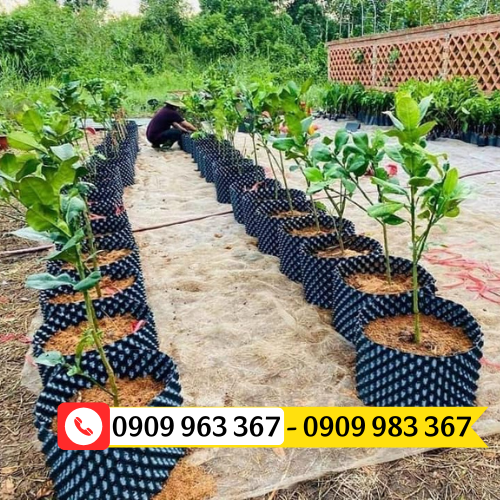 Đại lý bán sỉ bầu ươm cây thông minh tại HCM bầu ươm cây v6