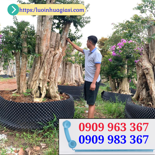 Bầu ươm cây là gì? Mua ở đâu giá rẻ? bầu ươm cây cảnh