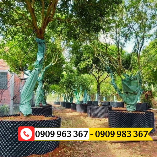 Cung cấp bầu ươm cây loại to giá rẻ cho nhà vườn bầu làm chậu ươm cây