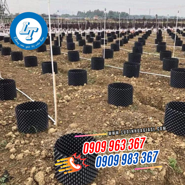 BẦU ƯƠM CÂY V6 KHỔ 20CM BẦU ƯƠM CÂY V6 KHỔ 20CM