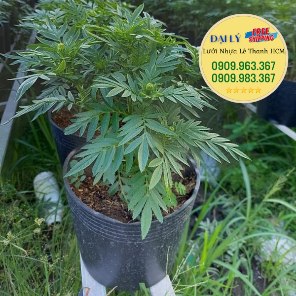 Báo giá sỉ chậu nhựa đen trồng cây đủ kích cỡ tận xưởng chậu nhựa trồng hoa cúc