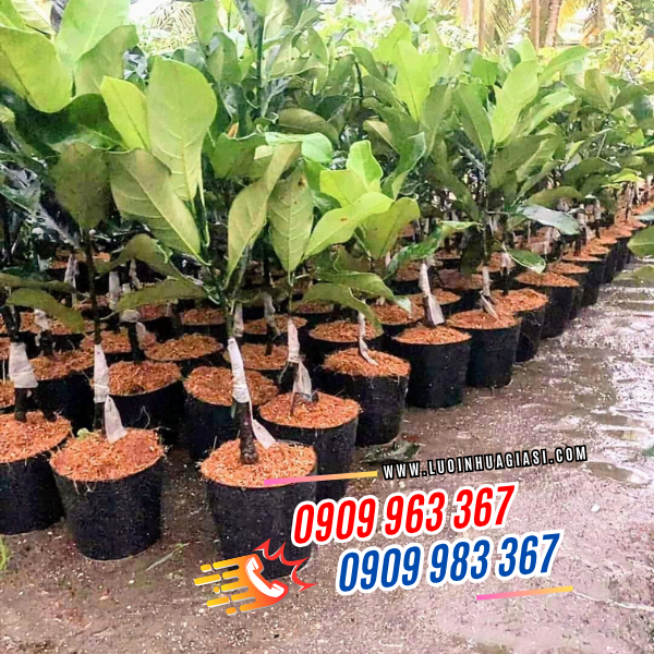 ĐỊA CHỈ BÁN RẺ CHẬU NHỰA MỀM TRỒNG HOA TẾT chậu nhựa trồng cây