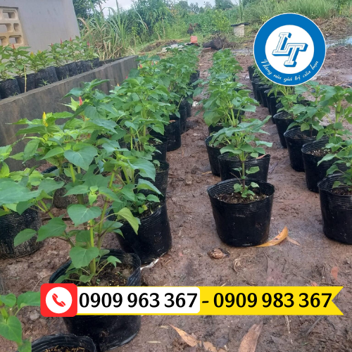 Mua chậu nhựa trồng cây giá sỉ rẻ TPHCM chậu nhựa trồng cây