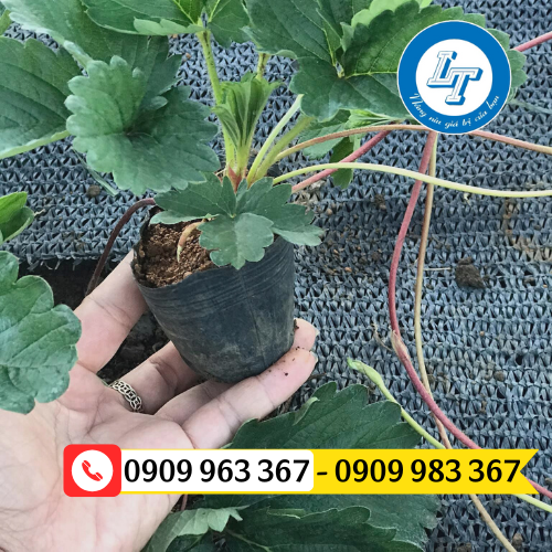 Chậu nhựa ươm cây giống mua ở đâu giá rẻ chậu nhựa trồng dâu