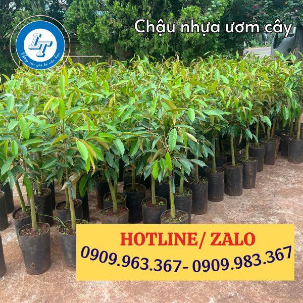 TÌM MUA CHẬU NHỰA DẺO TRỒNG CÂY GIÁ SỈ RẺ TẠI TPHCM chậu nhựa trồng sầu riêng