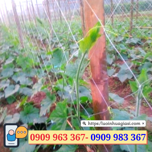 Lưới làm giàn leo giá rẻ TPHCM lưới trồng cây leo
