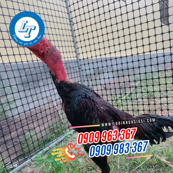 LƯỚI NHỰA DẺO Ô VUÔNG GIÁ SỈ CUỘN 50M LƯỚI NHỰA DẺO Ô VUÔNG GIÁ SỈ CUỘN 50M