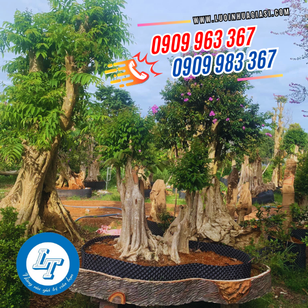 BẦU ƯƠM CÂY LOẠI TO 1M X 50M GIÁ RẺ TẬN XƯỞNG BẦU ƯƠM CÂY THÔNG MINH