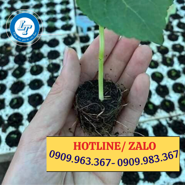 TÌM MUA KHAY NHỰA ƯƠM HẠT GIỐNG GIÁ RẺ TPHCM khay nhựa ươm hạt giống