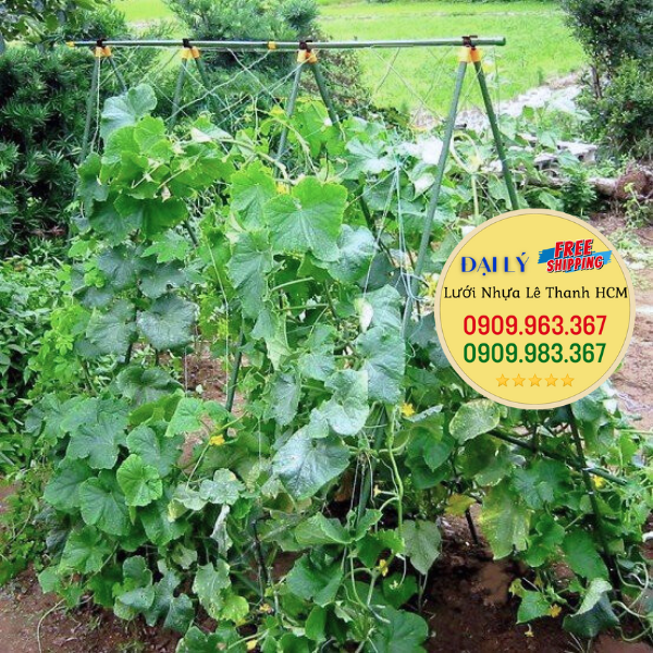 LƯỚI TRỒNG BẦU BÍ MUA Ở ĐÂU RẺ? lưới giàn leo