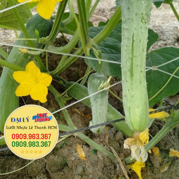 LƯỚI TRỒNG BẦU BÍ MUA Ở ĐÂU RẺ? lưới trồng dưa leo