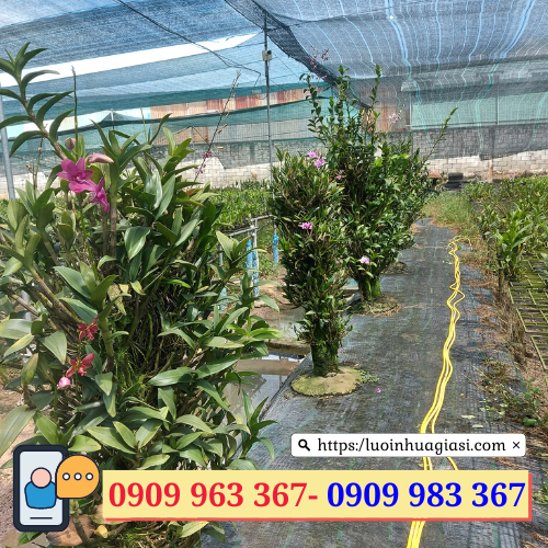 Tìm mua lưới che nắng cho lan giá sỉ rẻ lưới che nắng cho hoa lan