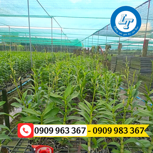 Mua lưới che nắng cho hoa lan ở đâu giá rẻ? lưới che lan