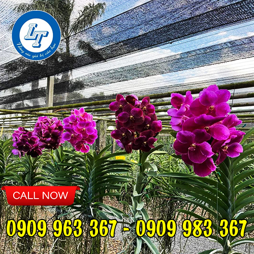 Báo giá sỉ lưới che nắng Thái Lan các loại lưới che nắng cho lan