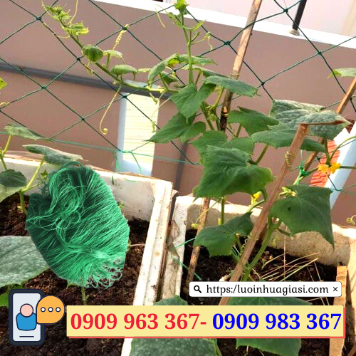 Lưới làm giàn leo giá rẻ TPHCM lưới giăng giàn trồng dưa leo