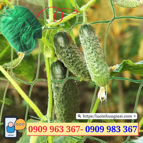 Lưới trồng cây leo giá rẻ  lưới trồng cây dưa leo