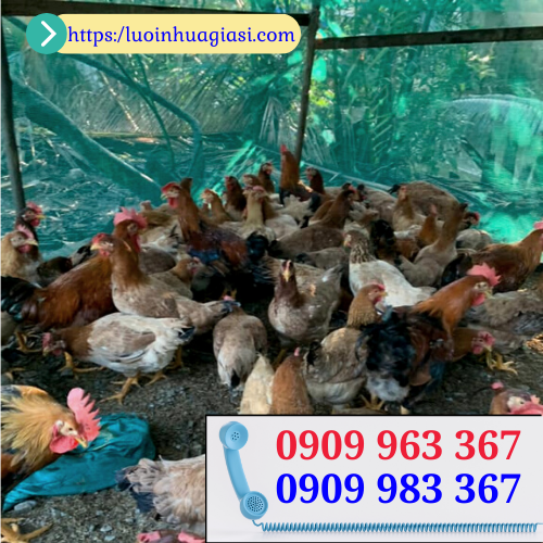 Lưới mùng rào chuồng nuôi gà vịt giá rẻ lưới mùng rào chuồng nuôi gà