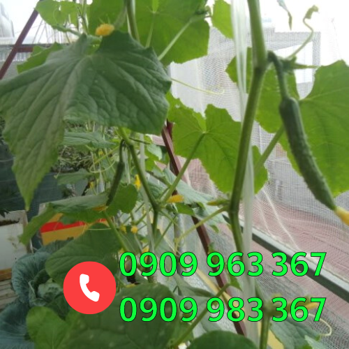 Lưới mùng trắng, lưới chặn côn trùng giá rẻ lưới mùng trắng rào vườn