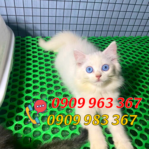 Kích thước lưới nhựa mắt cáo giá rẻ lưới nhựa lót sàn nuôi động vật