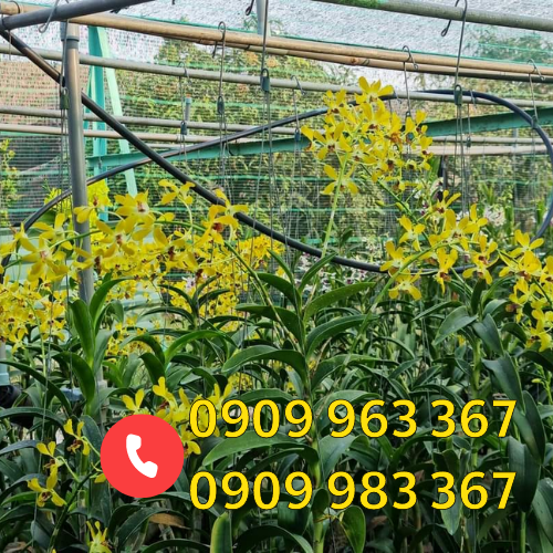 Lưới che nắng màu xanh lá giá rẻ lưới che lan