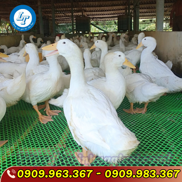 LƯỚI NHỰA MÀU XANH MUA Ở ĐÂU GIÁ RẺ CHẤT LƯỢNG lưới nhựa lót sàn nuôi vịt