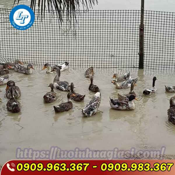 MUA LƯỚI NHỰA ĐEN LỖ VUÔNG Ở ĐÂU GIÁ RẺ lưới nhựa rào vườn