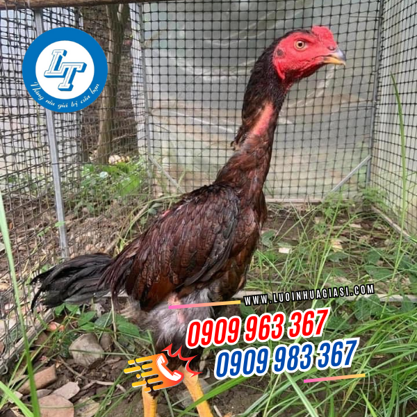 lưới nhựa dẻo nguyên sinh rào vườn lưới nhựa rào gà