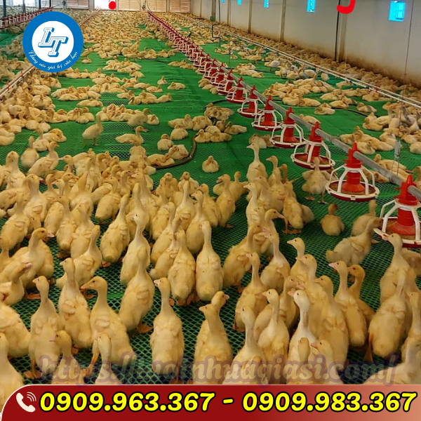 Ở ĐÂU CÓ BÁN LƯỚI NHỰA MẮT CÁO LỖ TO 3CM GIÁ TỐT lưới nhựa lót sàn nuôi vịt