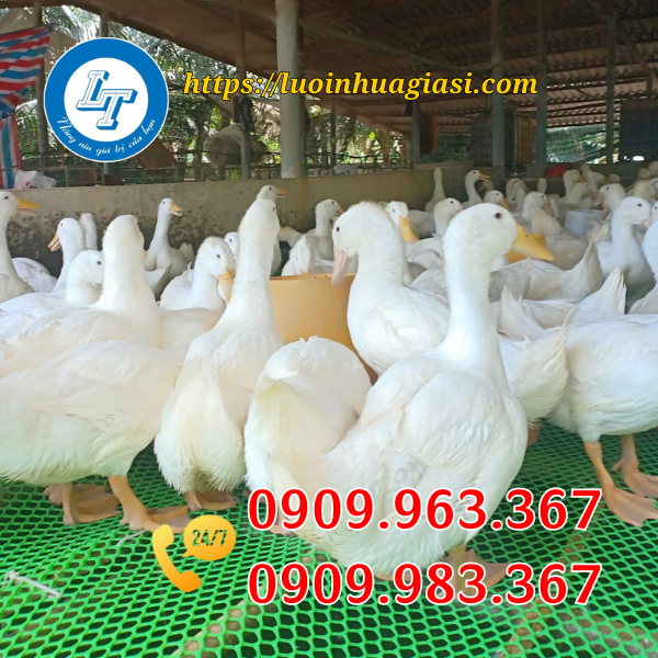LƯỚI MẮT CÁO BẰNG NHỰA CÓ TỐT KHÔNG? NƠI NÀO BÁN GIÁ RẺ? lưới nhựa lót sàn nuôi vịt