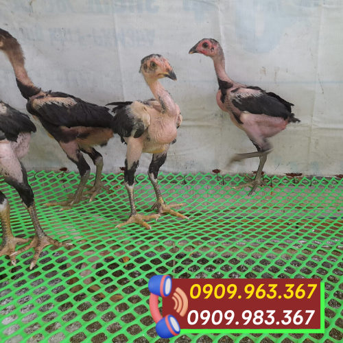 Lưới nhựa xanh rào gà giá sỉ rẻ lưới nhựa lót sàn