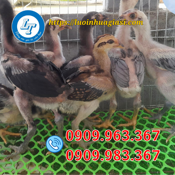 LƯỚI NHỰA LÀM CHUỒNG GÀ LOẠI NÀO TỐT RẺ? lưới nhựa lót sàn