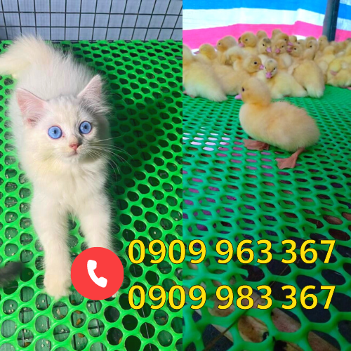 Lưới nhựa mắt cáo giá rẻ cắt theo yêu cầu lưới nhựa lót sàn