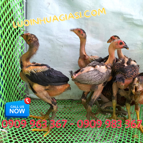 Lưới nhựa mắt nhỏ làm chuồng gà giá rẻ lưới nhựa mắt cáo lót sàn nuôi gà