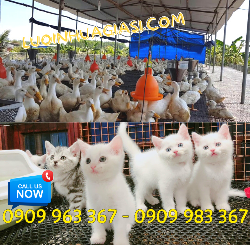 Lưới nhựa đen mắt cáo ở đâu có bán? lưới nhựa mắt cáo lót sàn