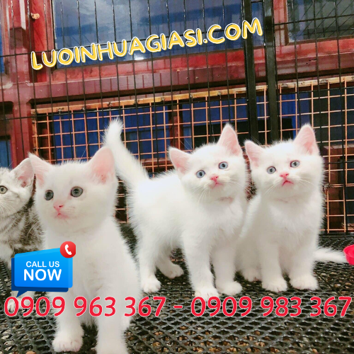 Lưới nhựa cứng màu đen lót sàn giá rẻ lưới nhựa mắt cáo làm chuồng nuôi mèo