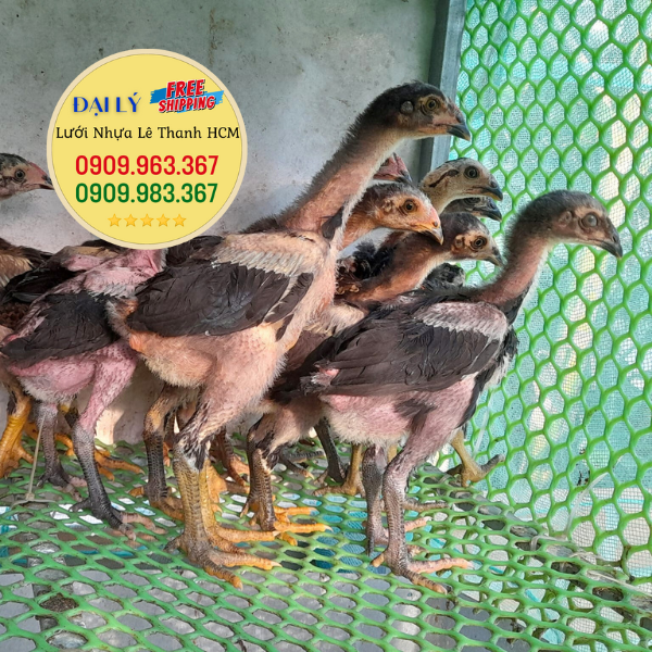 Làm chuồng gà bằng lưới nhựa mắt cáo giá rẻ hiệu quả cao lưới làm chuồng gà