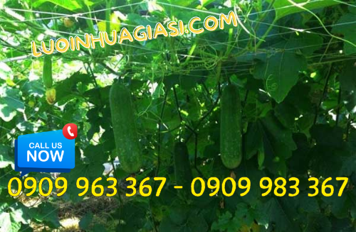Lưới làm giàn leo bầu bí ở đâu có bán? lưới làm giàn leo