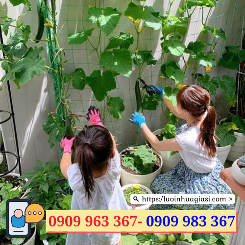 Lưới trồng cây leo giá rẻ  lưới trồng cây