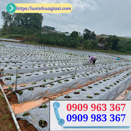 Màng phủ luống nông nghiệp giá sỉ rẻ màng phủ nông nghiệp đục lỗ