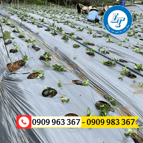 Màng phủ nông nghiệp giá sỉ màng phủ đất