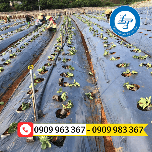 Cung cấp màng phủ nông nghiệp giá sỉ rẻ TPHCM màng phủ nông nghiệp đục lỗ