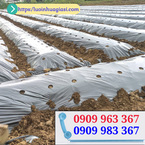 Bán giá rẻ màng phủ nông nghiệp đục lỗ sẵn hàng màng phủ nông nghiệp đục lỗ