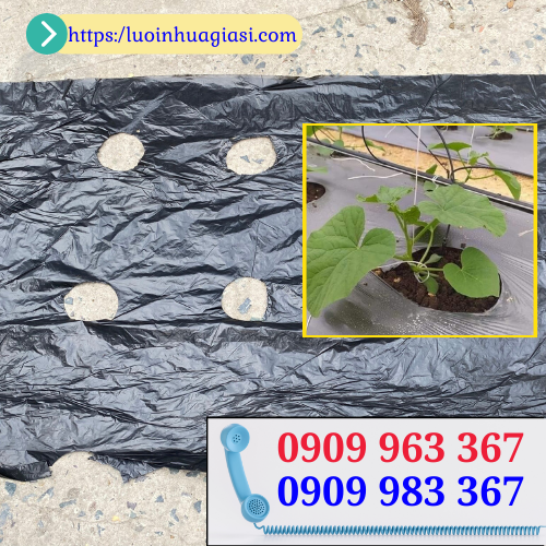 Bán giá rẻ màng phủ nông nghiệp đục lỗ sẵn hàng màng phủ nông nghiệp đục lỗ