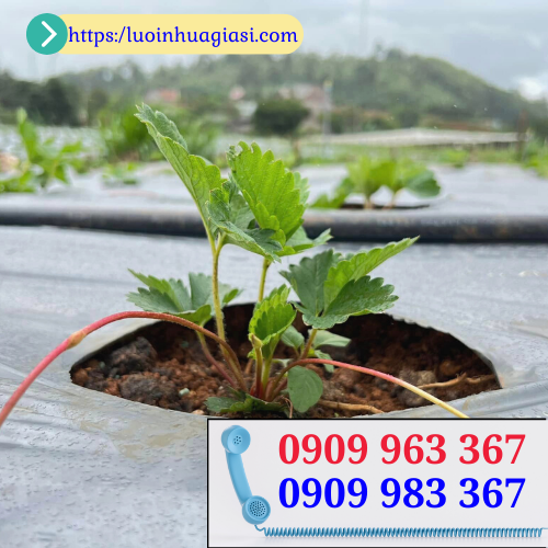 Bán giá rẻ màng phủ nông nghiệp đục lỗ sẵn hàng màng phủ nông nghiệp