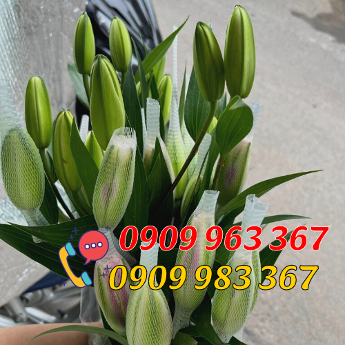 Bỏ sỉ lưới bao hoa tươi các loại Lưới bao hoa ly