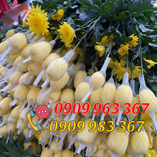 Bỏ sỉ lưới bao hoa tươi các loại lưới bao hoa cúc